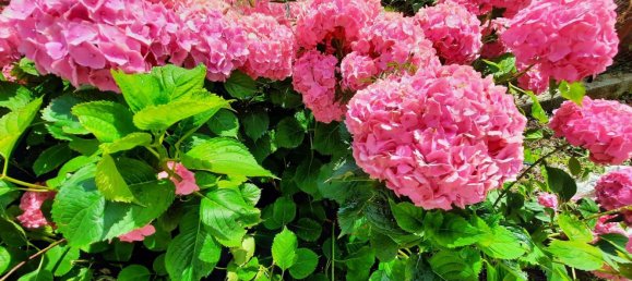 6-Zimmer Haus in Udine, Italy, Nr. 228933 17