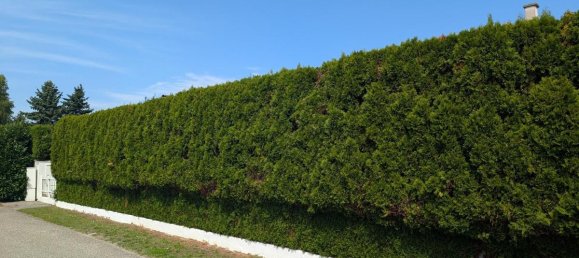 4غرفة بنغالو في Enzesfeld-Lindabrunn, Austria رقم 260605 19