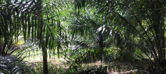 Imóvel comercial em Khok Kloi, Thailand 8032 m² N.º 8045 3