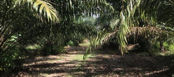 Imóvel comercial em Khok Kloi, Thailand 8032 m² N.º 8045 7