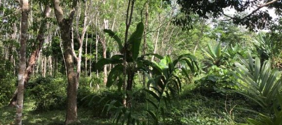 Imóvel comercial em Khok Kloi, Thailand 8032 m² N.º 8045 9