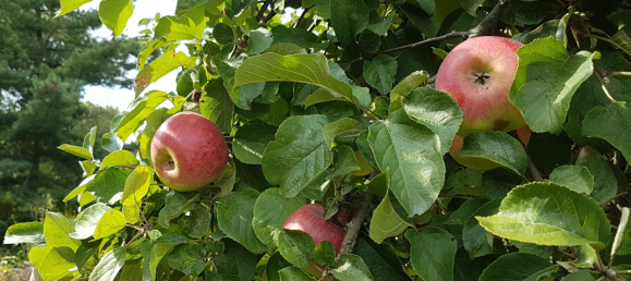 Edificio de 2 dormitorios en Barnim, Germany No. 218193 15