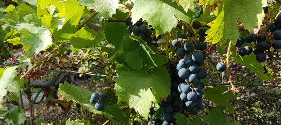 Edificio de 2 dormitorios en Barnim, Germany No. 218193 14