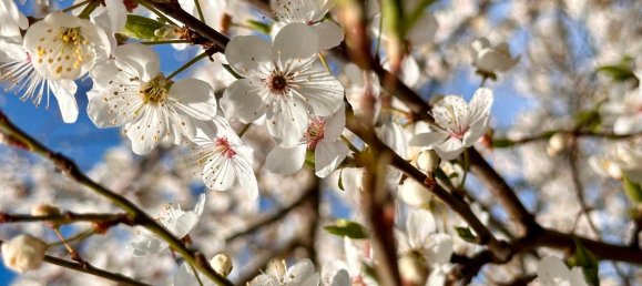 4-Zimmer Haus in Vorpommern-Greifswald, Germany, Nr. 212448 7