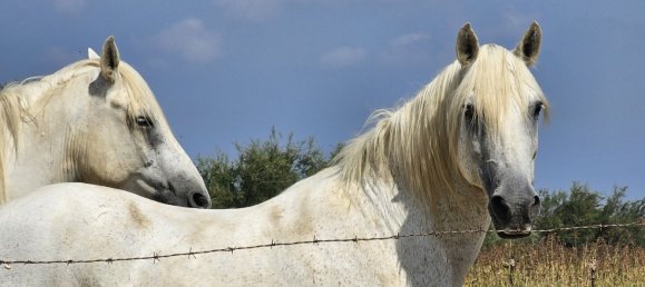 Grundstück in Saint-Laurent-d'Aigouze, France 1010m², Nr. 298847 3
