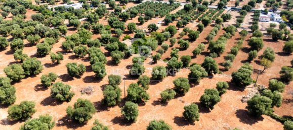 Terrain à Ostuni, Italy No. 328913 8