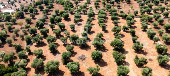 Terrain à Ostuni, Italy No. 328913 4