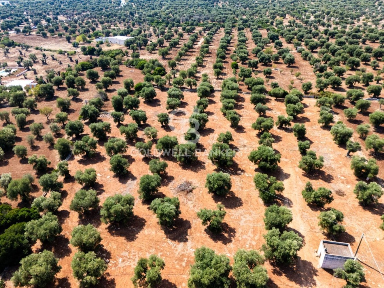 Terrain à Ostuni, Italy No. 328913