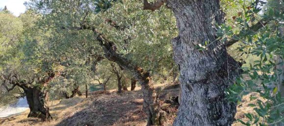  فندق في Zakynthos, Greece رقم 8532 3