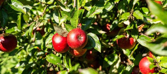 4 rooms House in Nordfriesland, Germany No. 76567 5