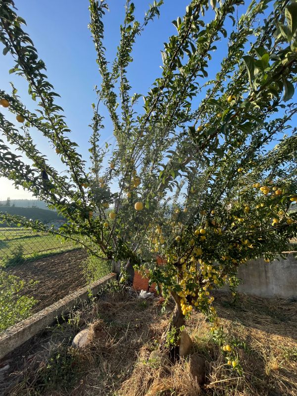 Villa T4 em Paúl, Portugal N.º 160751
