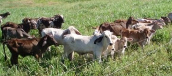 Terrain à Liberia, Costa Rica No. 1463 4