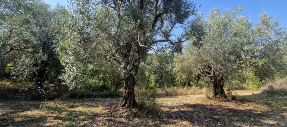 10000m² Land in Castel Madama, Italy No. 295646 12