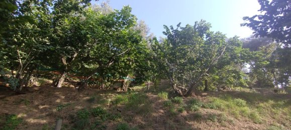 6000m² Land in Montecorvino Pugliano, Italy No. 110222 5