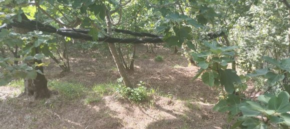 6000m² Land in Montecorvino Pugliano, Italy No. 110222 7