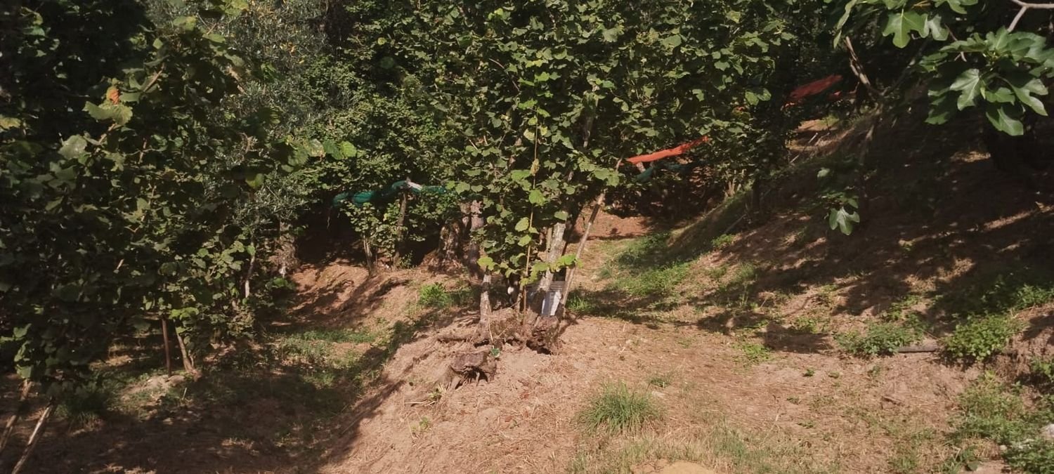 6000m² Land in Montecorvino Pugliano, Italy No. 110222