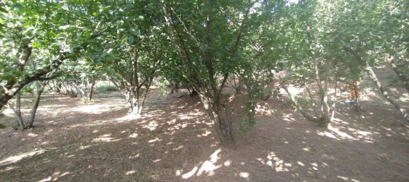 6000m² Land in Montecorvino Pugliano, Italy No. 110222 4