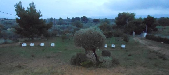 Коммерческая недвижимость с 4 спальнями в Мегара, Греция № 6030 19