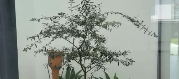 Дом с 4 спальнями в Бежа, Португалия № 141534 12