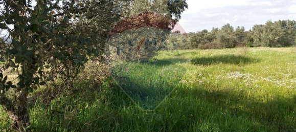 2250m² Land in Castelo Branco, Portugal No. 62567 3