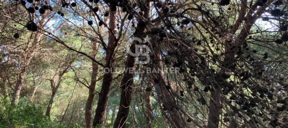 Terrain à Gagliano del Capo, Italy 4550m² No. 63524 6