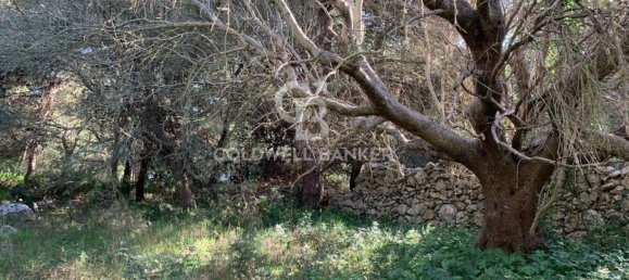 Terrain à Gagliano del Capo, Italy 4550m² No. 63524 5