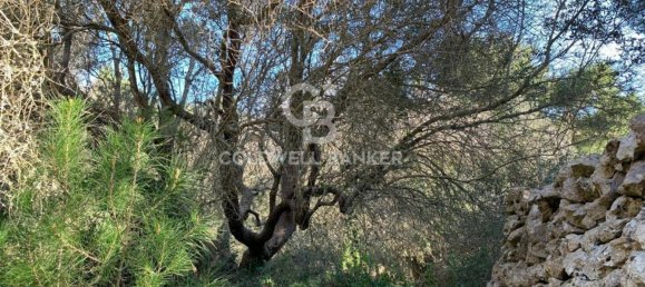 Terrain à Gagliano del Capo, Italy 4550m² No. 63524 9