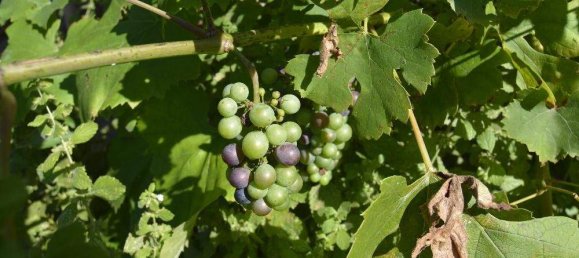 5غرفة منزل في Stegersbach, Austria رقم 138171 8