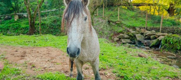 Casa de 9 dormitorios en Tomar, Portugal No. 164600 12
