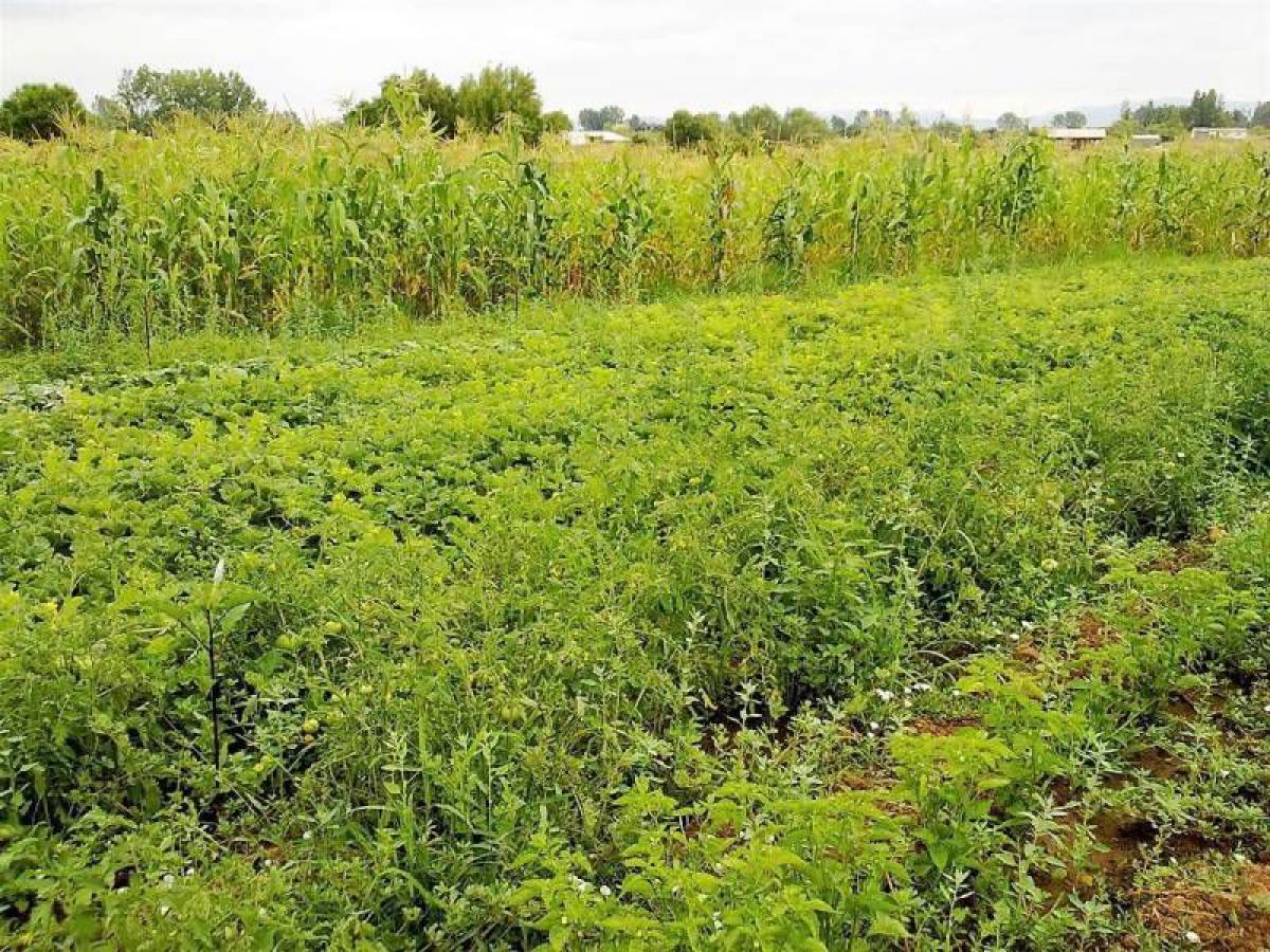 Terreno em Maule, Chile N.º 562