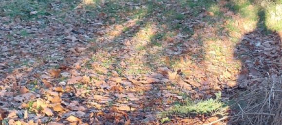 7 rooms House in Carpeneto, Italy No. 174118 23