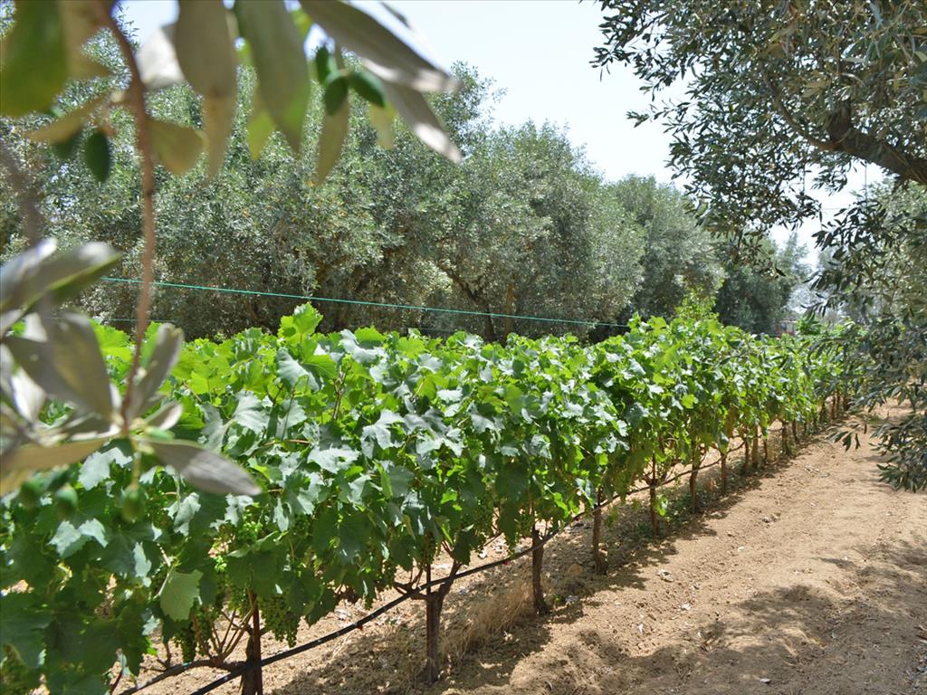 Hotel en Euboea, Greece 3000 m² No. 7746