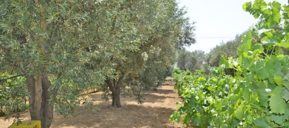 Hotel en Euboea, Greece 3000 m² No. 7746 4