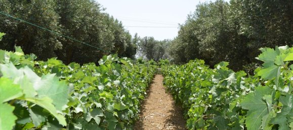 Hotel en Euboea, Greece 3000 m² No. 7746 3