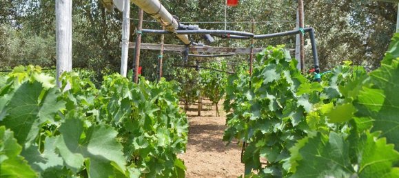 Hotel en Euboea, Greece 3000 m² No. 7746 6