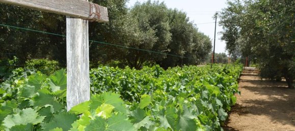 Hotel en Euboea, Greece 3000 m² No. 7746 8