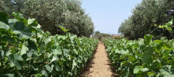 Hotel en Euboea, Greece 3000 m² No. 7746 2