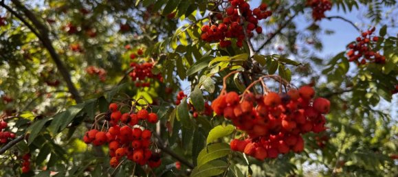 4غرفة منزل في Harmannsdorf, Austria رقم 240204 18