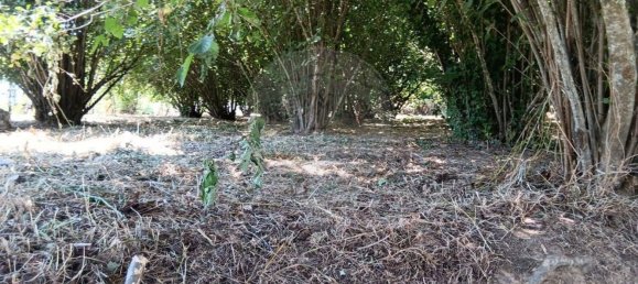  Land in Oliveira do Hospital, Portugal No. 195923 3