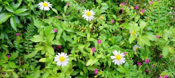 Casa de 4 dormitorios en Pattaya, Thailand No. 23022 7