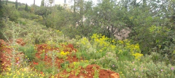 14920m² Land in Faro, Portugal No. 62619 16