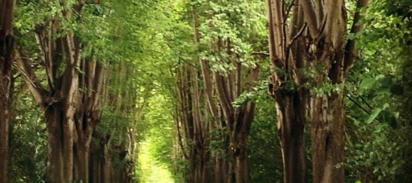 Casa de 3 dormitorios en Schleswig-Flensburg, Germany No. 245832 2