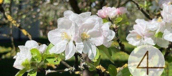  Land in Waidhofen an der Ybbs, Austria No. 46563 5