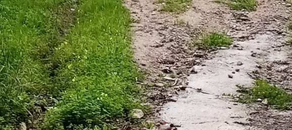 Terreno em Loulé, Portugal N.º 60265 14