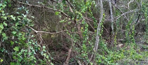 Terreno em Loulé, Portugal N.º 60265 5