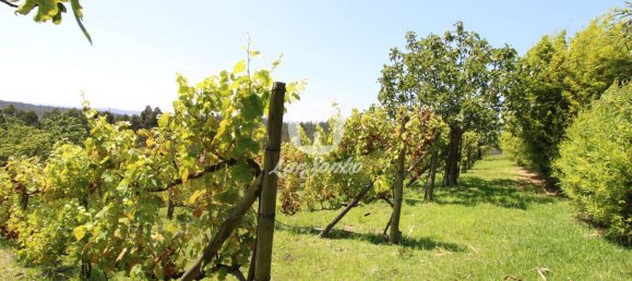 1 bedroom House in Ribeirao, Portugal No. 34340 24