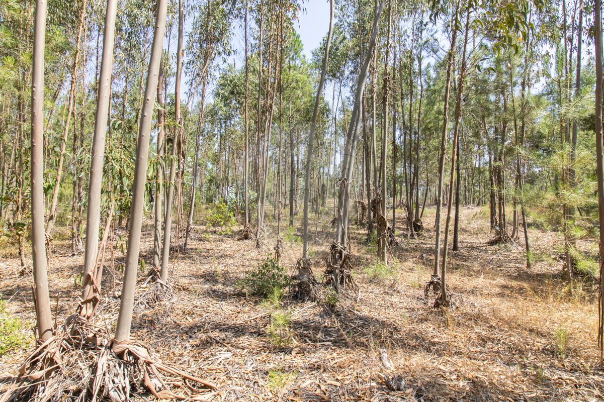 1 Schlafzimmer Haus in Coruche, Portugal, Nr. 176817