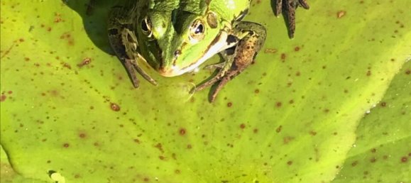 4 bedrooms House in Wandsbek, Germany No. 363009 11