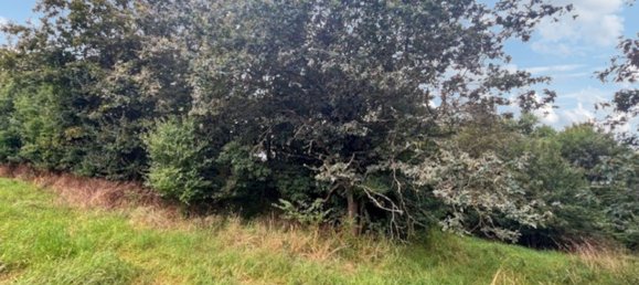  Land in Kusel, Germany No. 54134 6