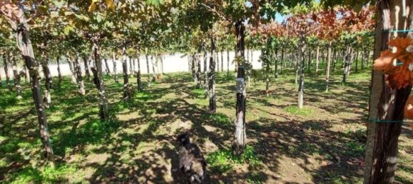 5600m² Land in Vasto, Italy No. 140384 5